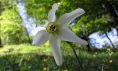 29 Narcissus Poeticus....